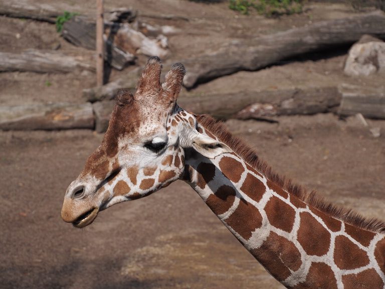 Dagje DierenPark Amersfoort — Attracties in Amersfoort